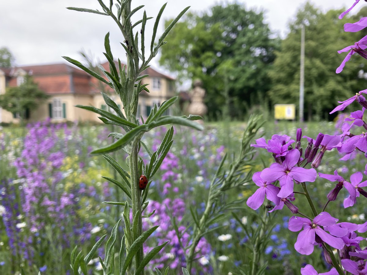 Sommer auf dem Bibliothekscampus der #HAB_WF! Unsere #Blühwiesen erfreuen nicht nur das menschliche Auge, sondern locken auch neue, beflügelte  Zielgruppen an.