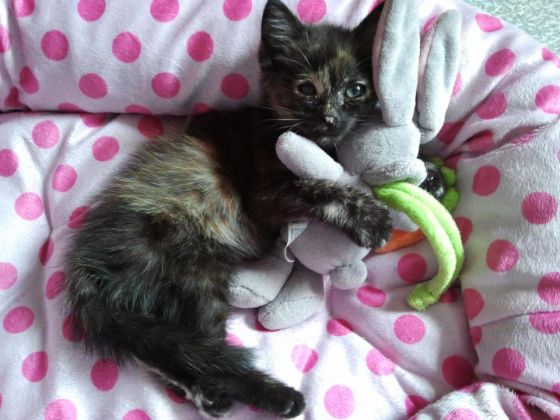 DroleDeChats's tweet photo. Mon doudou et moi, c'est pour la vie ! #mrou https://t.co/aNGDWtVGB4