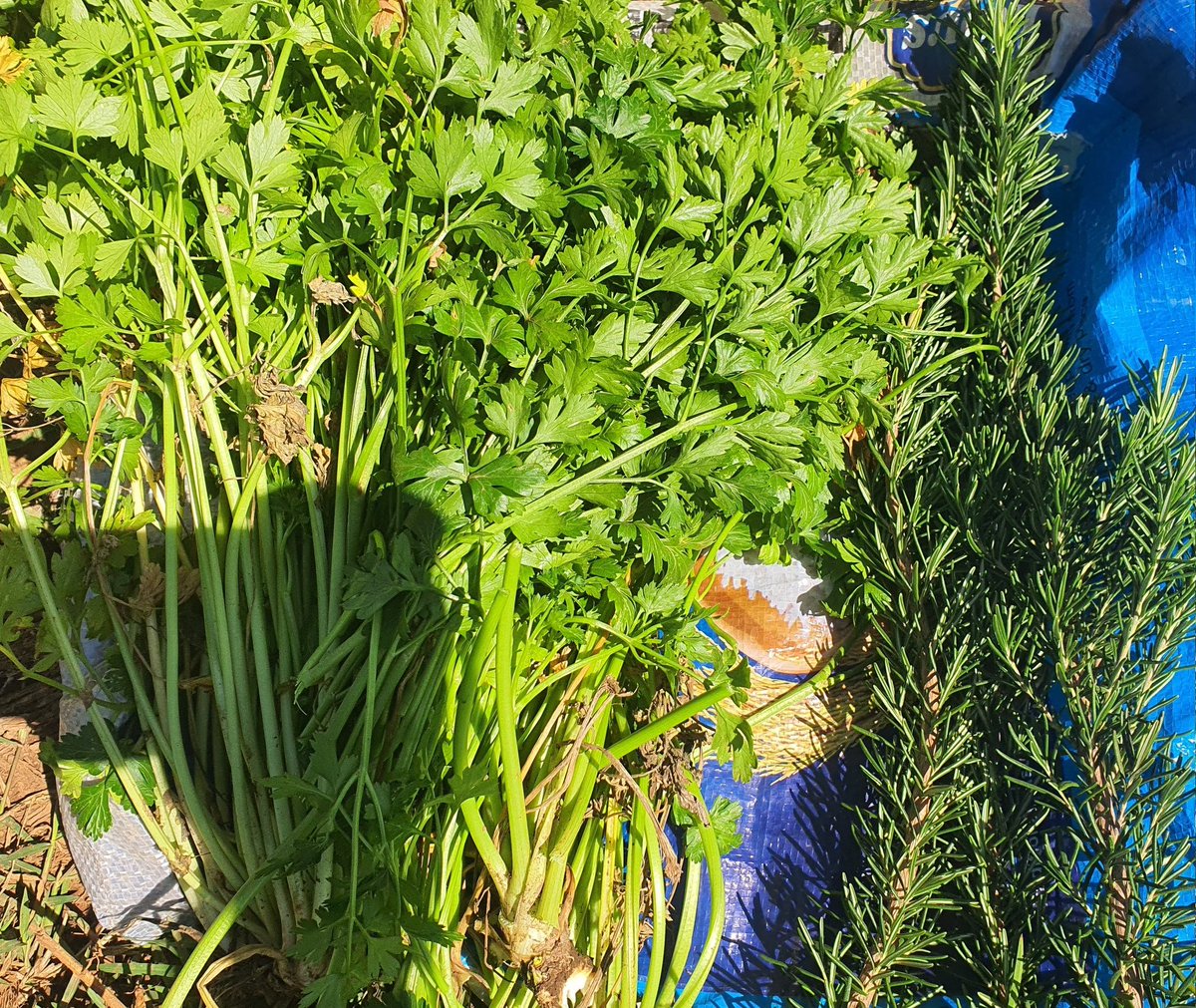 jacksotwister's tweet photo. Nimemaliza #Ushamba ya leo
We got herbs
Na zucchini zimefanya ile kitu https://t.co/LEr0CEwkrH