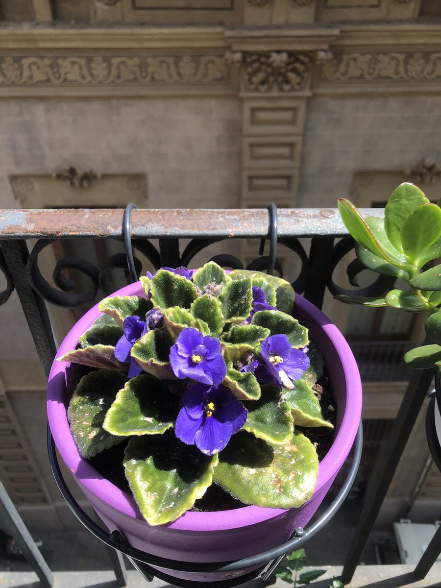 cosesdeCalaMar's tweet photo. No estem a 9 de novembre, però les violetes han tornat a florir esplendorosament!
#violetes
#balcóflorit🌺
#flors
#teletreballambvistesvioletes https://t.co/xi196cLo0m