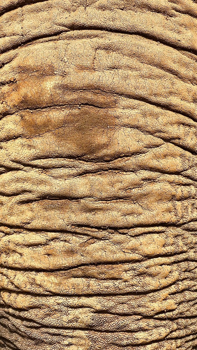 marianareding's tweet photo. 🐘 https://t.co/rX2gc2RvJV