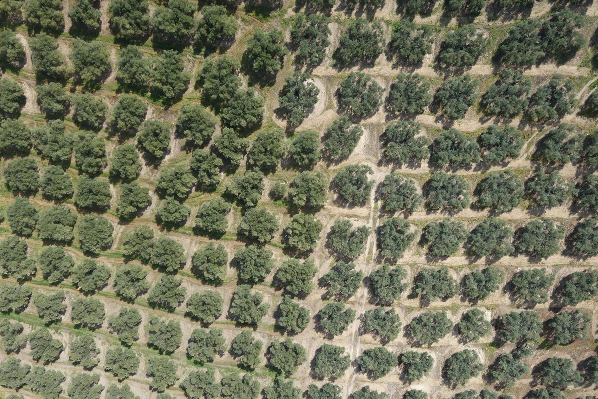 Gracias a #CoverOlive  estamos colaborando con otras entidades, de la mano de @GrupoDcoop, para que los agricultores puedan cuantificar cómo afecta el manejo de sus cubiertas vegetales a las pérdidas de suelo y de carbono en su parcela. (2/6)