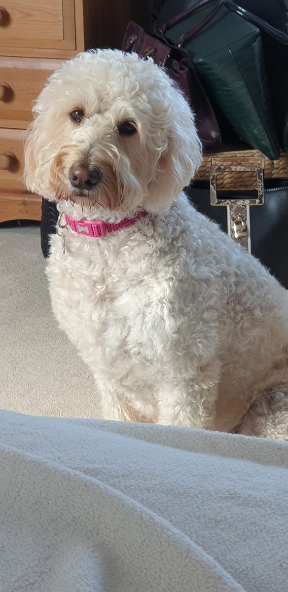 Sallie Jayne and Fleur had a wonderful time at a primary school where Fleur spent the afternoon being stroked and playing with the children!

An electively “non-spoken” boy even had a chat with her for 20 minutes!

#canineconcern #therapydogs #workingdogs #caredogs #ukcharity