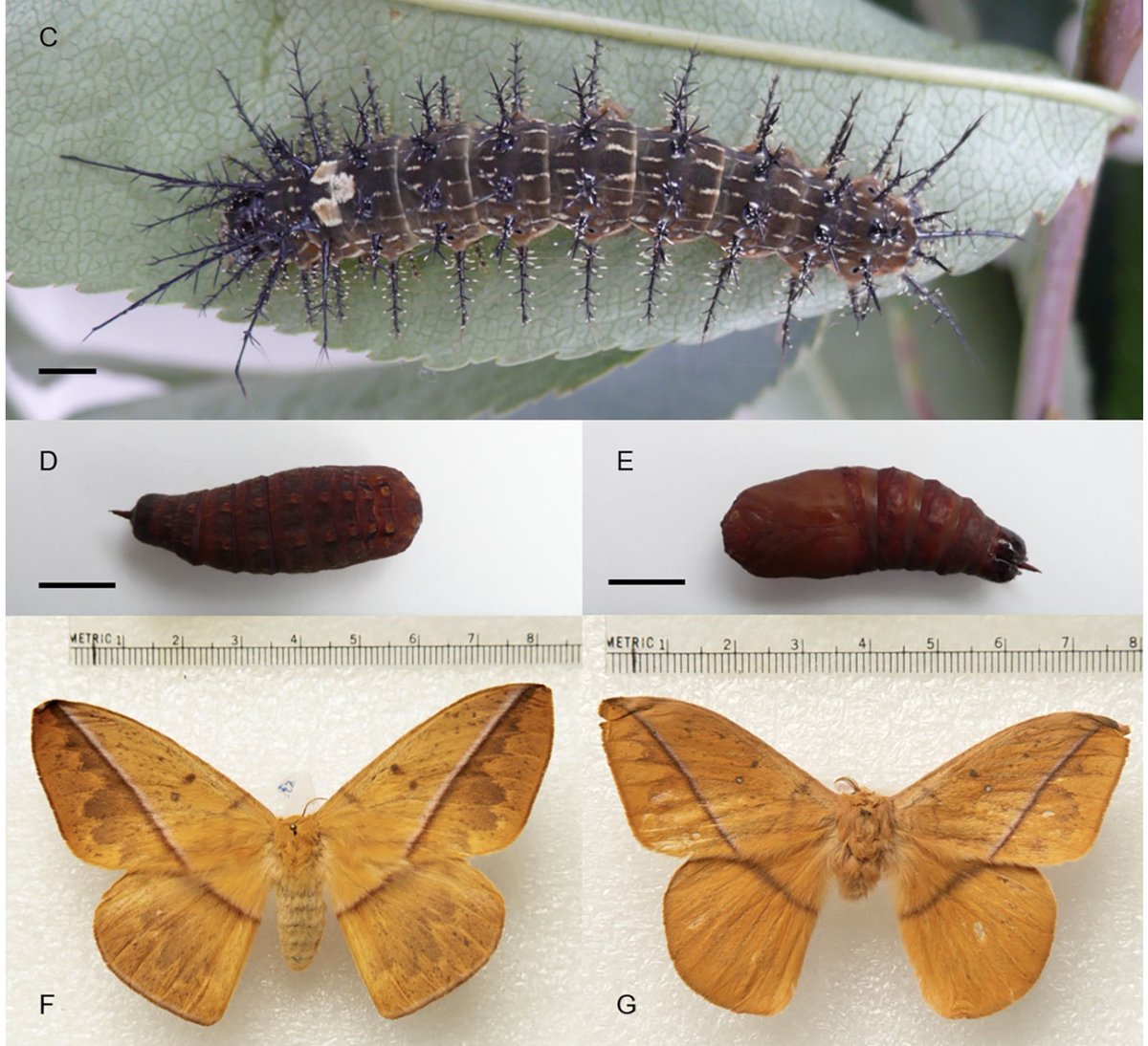 Freshly published: journals.plos.org/plosone/articl…
Getting to know more about venomous Lonomia caterpillars in Colombia! Great dedication to unlock secrets on the biology of these moths, you can be proud of your student Camila! <a href="/CamilaGonzRosas/">Camila González Rosas</a>