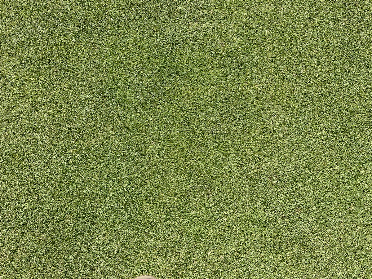 azzabazza86's tweet photo. Greens bouncing back 9 days post renovation 👌🏻 squeaky bum time with the irrigation going down but wetting agent program doing its job 💪 @ReddishValeGC @RVGCgreens https://t.co/D8A7TENXZe