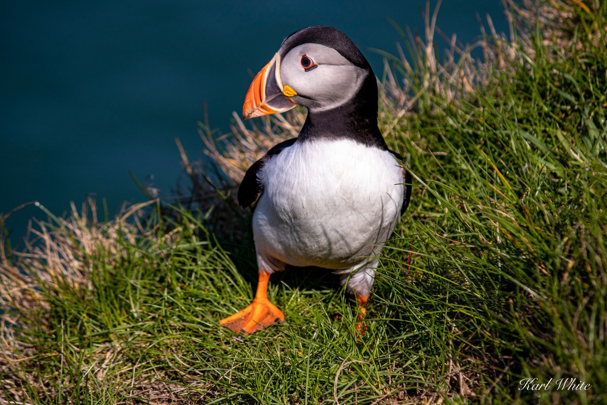 Chalkster's tweet photo. @BBCSpringwatch https://t.co/7QSHCfqHwj