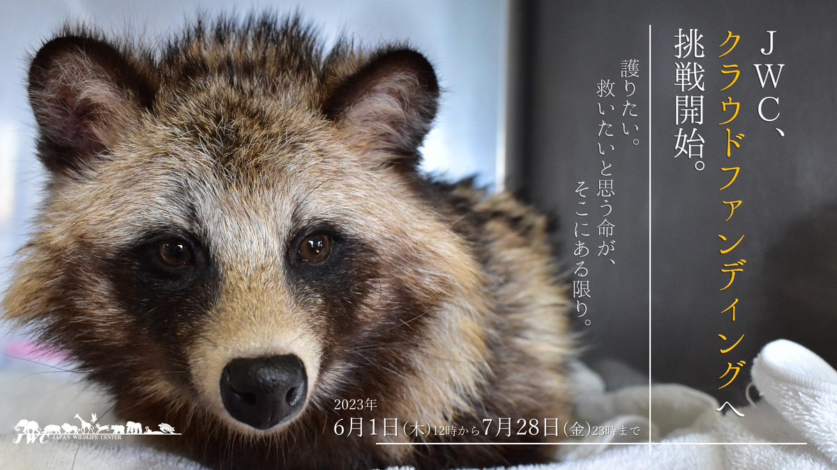 \\🔥クラウドファンディング挑戦中🔥//

傷付いた野生動物の為、老朽化したウッドデッキを改修・拡張し、運動場を作ります！
ご協力宜しくお願いします！

《プロジェクト概要》
目標金額：550万円
募集期間：6/1(木)12時～7/28(金)23時
readyfor.jp/projects/jwc2

応援は『#JWCクラファン』で！📣