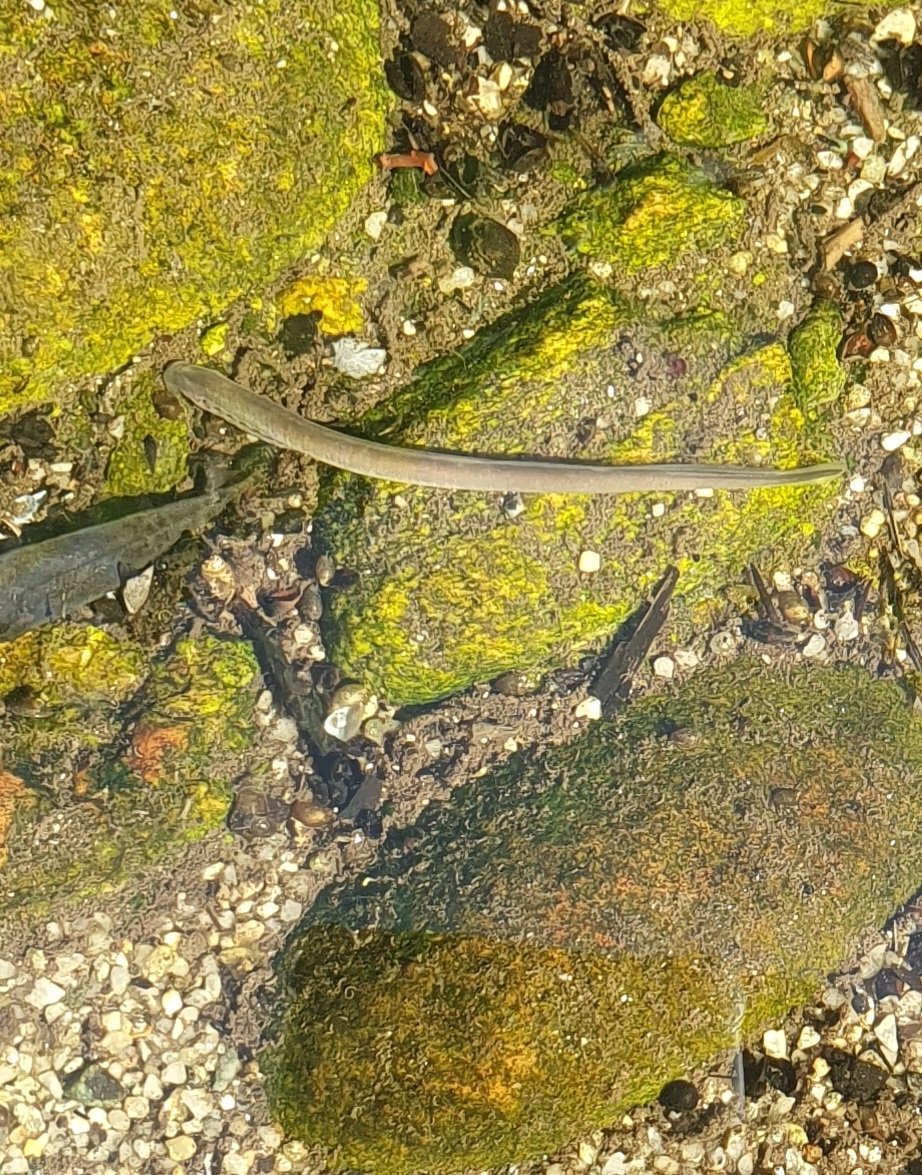 Walter Skelton tweet media