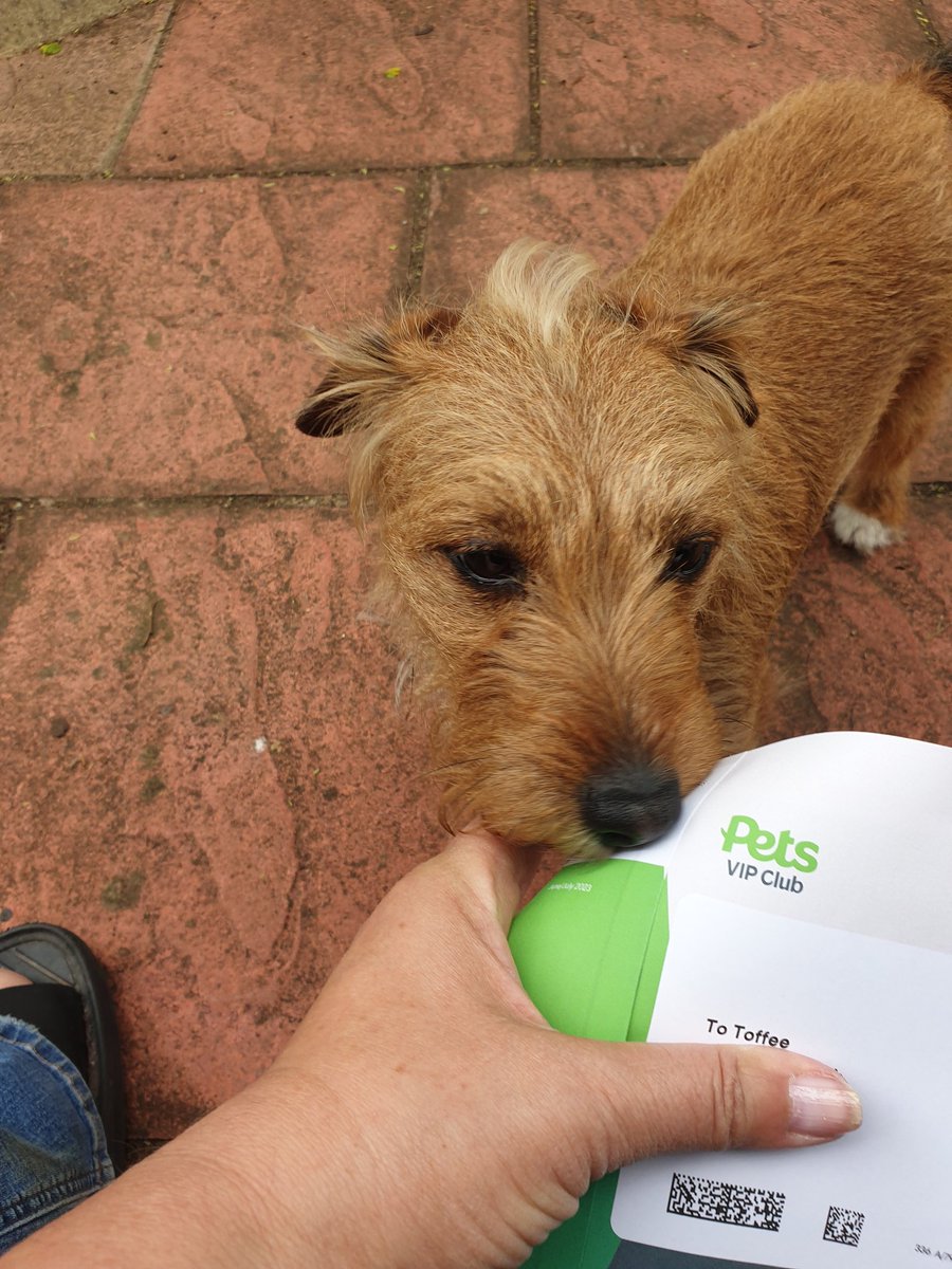 PuppyToffee's tweet image. I&apos;ve got mail! Says I&apos;m a VIP 💜🐾🐾 #dogsoftwitter #PetsatHome