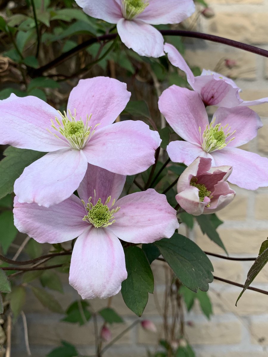 WeerkampJos's tweet photo. Goedemorgen. Vandaag start @vule_rock_nroll met de #junibloeiers. Probeer weer mee te doen. Oa de #clematis #rododendrons #vogelmelk #margrieten Mooie donderdag met een DDK 🍀💜☕️🙋♀️ https://t.co/141wHLAh0y
