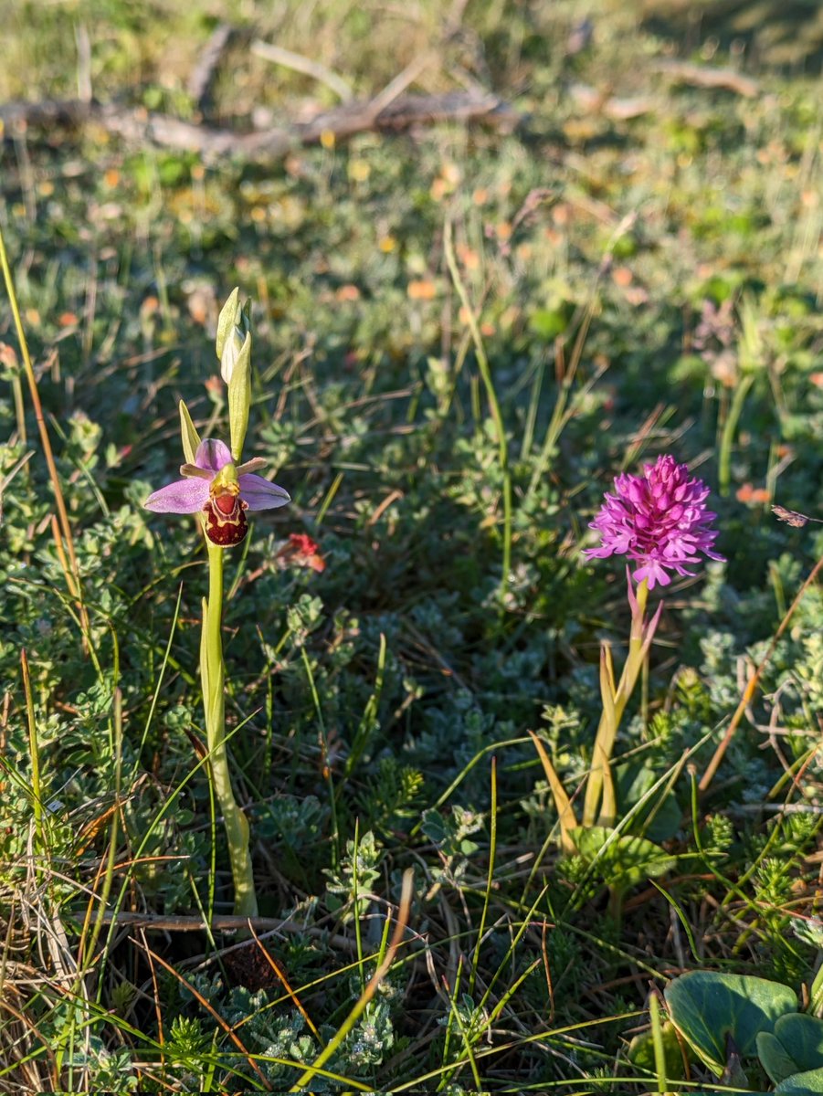 chrishindle's tweet photo. Couldn't resist a shot of these two together Bee orchid and Pyramidal orchid Anglesey 1.6.23 https://t.co/6Qkec9Xzwp