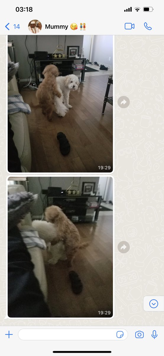 My mom was watching my dog (white dog) and my friends dog while we were on vacation, still cracks me up everytime