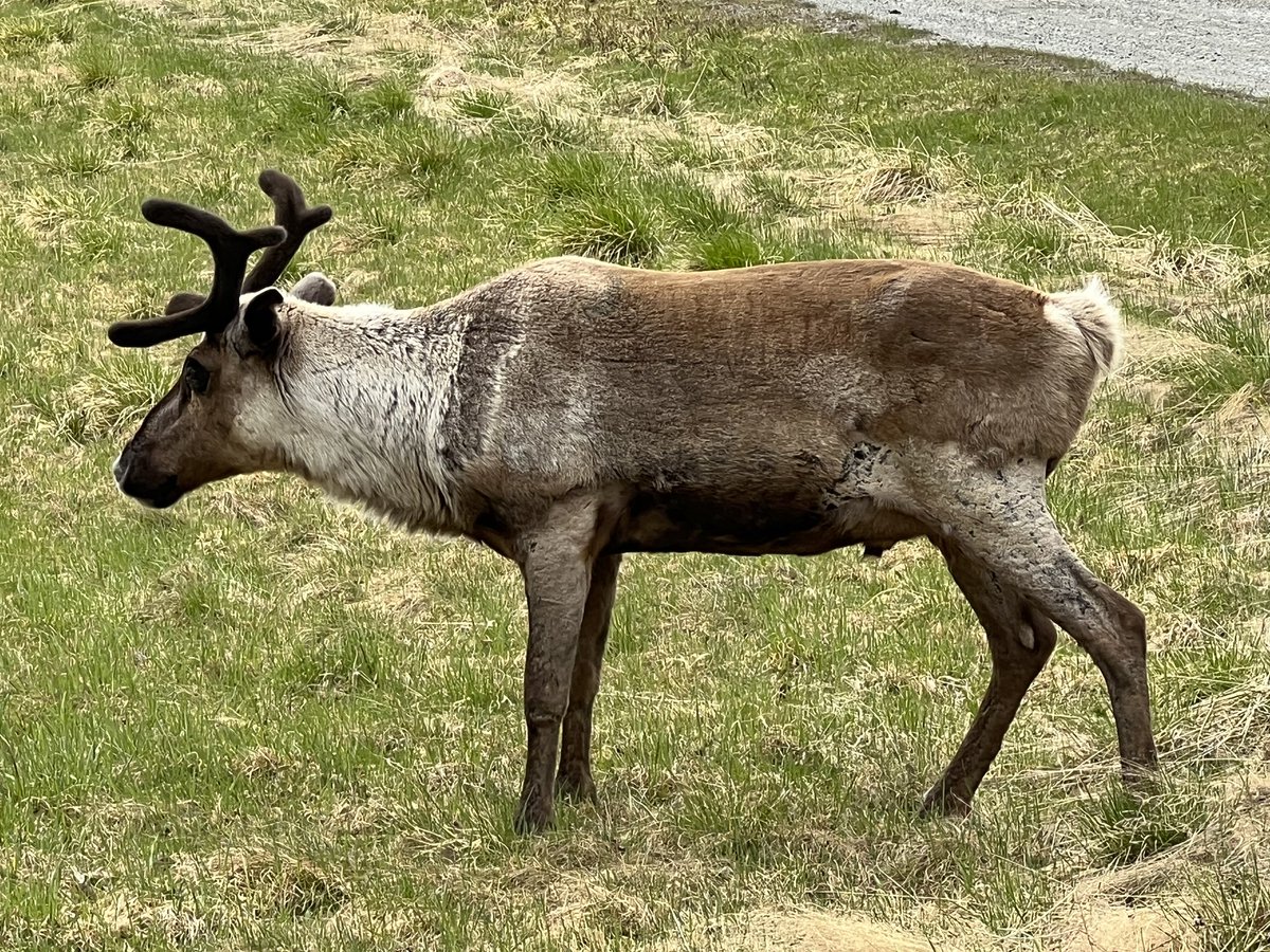 Sjobergbild's tweet photo. Naturupplevelserna duggar tätt bara 100 meter från bildbyrån.
Här kan det gå vilt till…
#Vilhelmina #renar https://t.co/fkjGVSBaJR