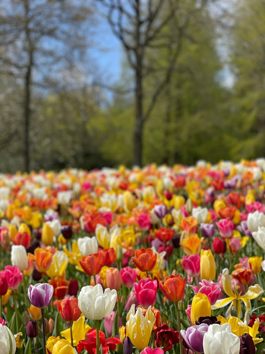 ayshaa_sd's tweet photo. tulips heaven🕊️ https://t.co/CdWe3pdByM