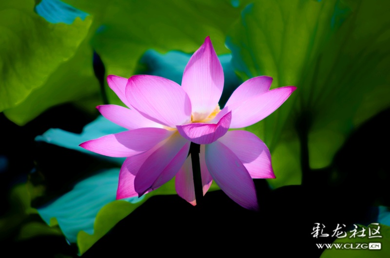 The #lotus flowers in Kunming's Daguan Park have bloomed. (Photo by 我行我摄) #glamoryunnan #向往的生活还是昆明
