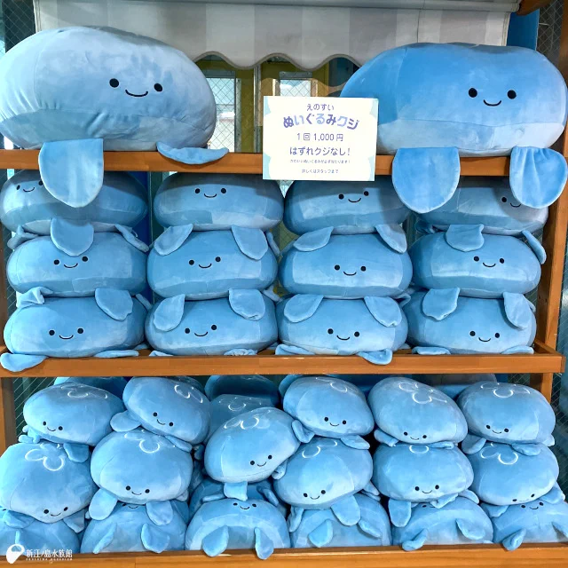 新江ノ島水族館人気のぬいぐるみクジ！6月1日より、限定のクラゲが登場！
