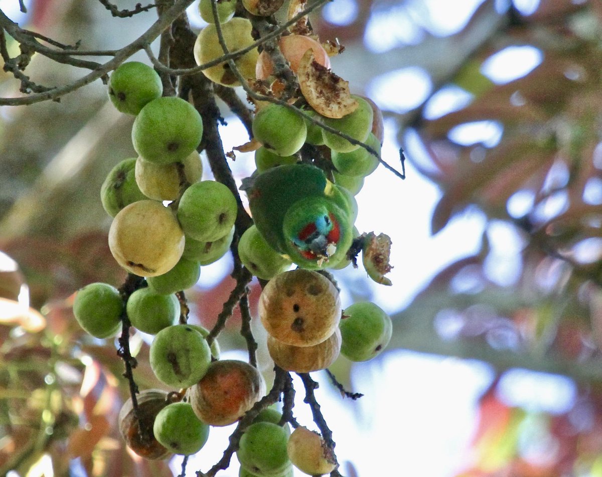 #WorldParrotDay Here are my 📷s of 4 more of my favourites: Budgerigars, Naretha Bluebonnets, a Palm Cockatoo and a Double-eyed Fig-parrot. I wrote about these birds in my two books, 'An Australian Birding Year' & 'More Australian Birding Tales' pub by @JB_Publishing #parrots