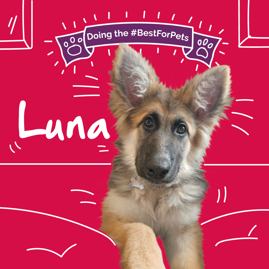 healthypetclub's tweet image. 🐶 Congratulations to our June pet of the month, Luna! 🐶

#dogsoftwitter #dogadvice #bestforpets #petofthemonth