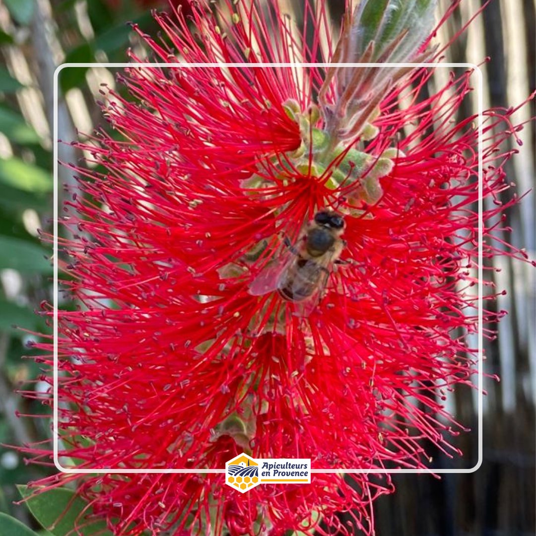 MielsdeProvence's tweet image. Dans le Var, le mois de juin commence fort pour les abeilles ! On peut les apercevoir un peu partout, affairées à butiner 🌼

Partagez avec nous vos plus belles photos d&apos;abeilles 📷

#abeille #bee #adapi #apiculteursenprovence #mieldeprovence #apiculture #var #provence #printemps