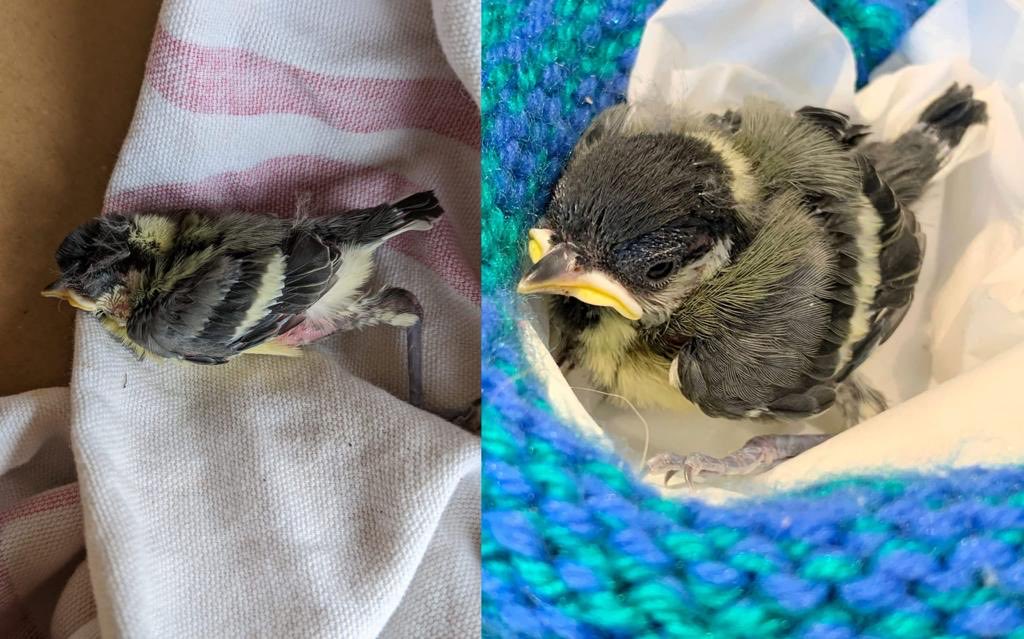 This poorly little guy nursed back to health by our wonderful rehabber Joelle. I’ll be sharing more of her transformations throughout the week 💚🙏🏻 #birdtwitter #rehabberdiaries