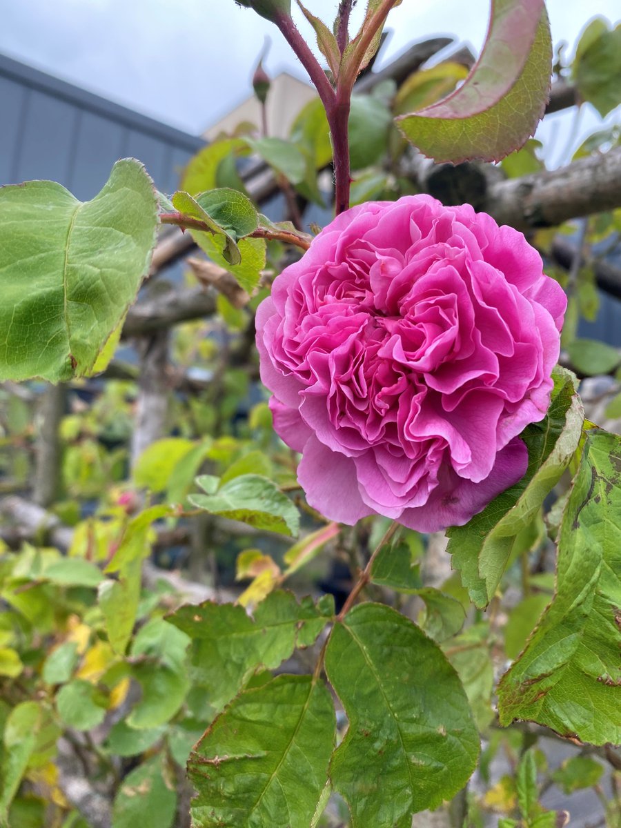 Our Sky Garden is blooming! Look at this beautiful rose 💐

The Sky Garden gives our students an opportunity to work outdoors, develop gardening skills and promote positive wellbeing all in a socially inclusive environment.

#gardeningforwellbeing #positivewellbeing