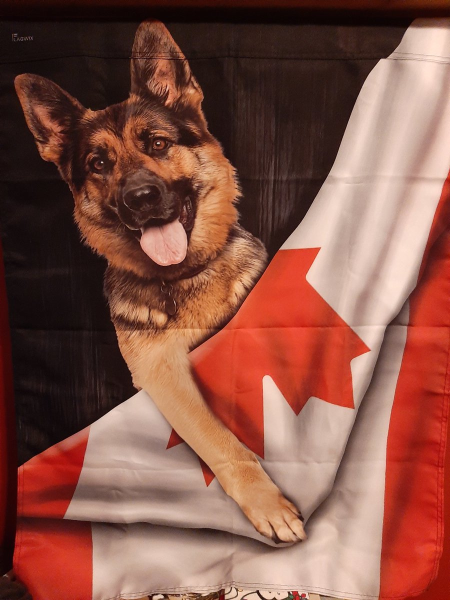 #Canada do you like my flag? I do!!!
.
#Canadian #canadaproud #GermanShepherd #canadianflag