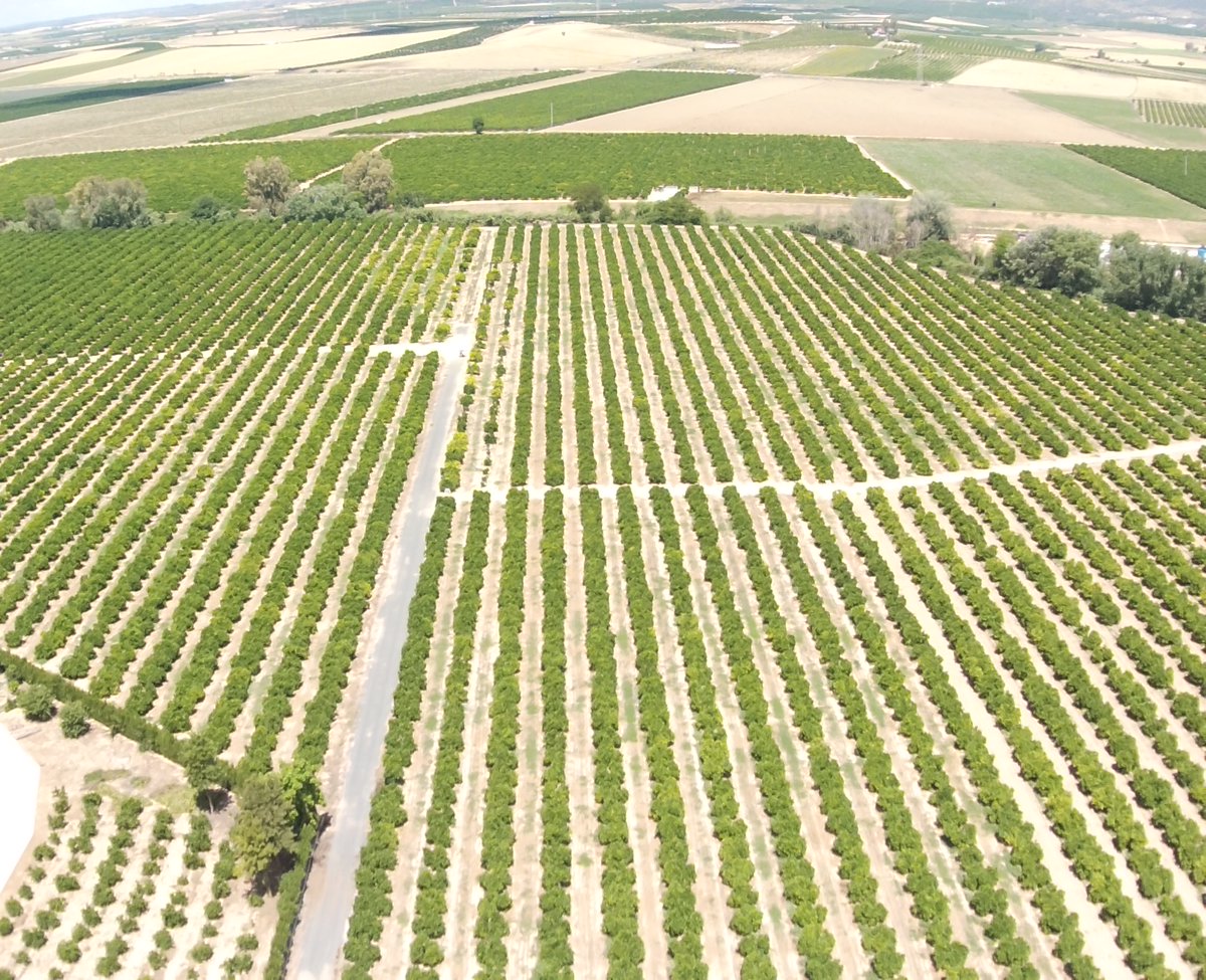 greenfield_agri's tweet photo. Ayer estuvimos en Sevilla con el proyecto #CITRIAFORO 🍋🍊
Sobrevolamos la parcela demostrativa de #cítricos para crear un procedimiento de localización óptima de aforamiento y estimación de producción basado en sensores embarcados en #drones ✈️ https://t.co/ge34JxxooU