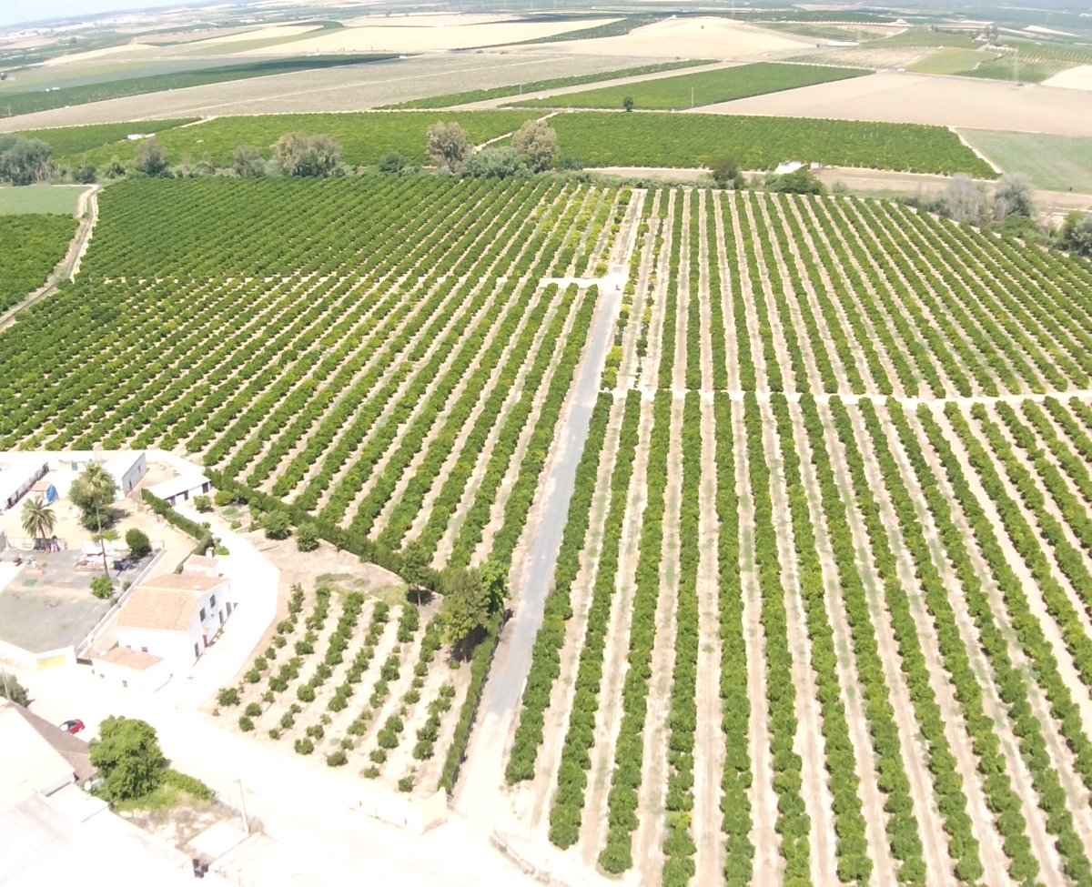 greenfield_agri's tweet photo. Ayer estuvimos en Sevilla con el proyecto #CITRIAFORO 🍋🍊
Sobrevolamos la parcela demostrativa de #cítricos para crear un procedimiento de localización óptima de aforamiento y estimación de producción basado en sensores embarcados en #drones ✈️ https://t.co/ge34JxxooU