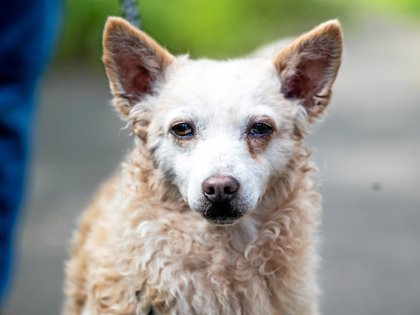 Lest es euch gerne mal durch.🙆‍♀️

nrz.de/staedte/moers-…