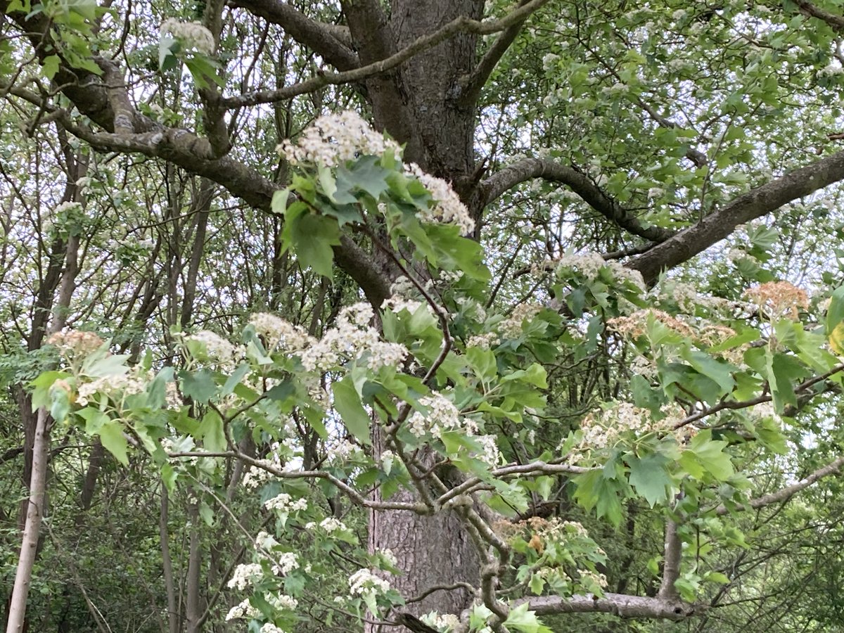 How's your tree ID?
Clue:              Iconic #RockinghamForest species
Answer:        tinyurl.com/2jf9f5zw