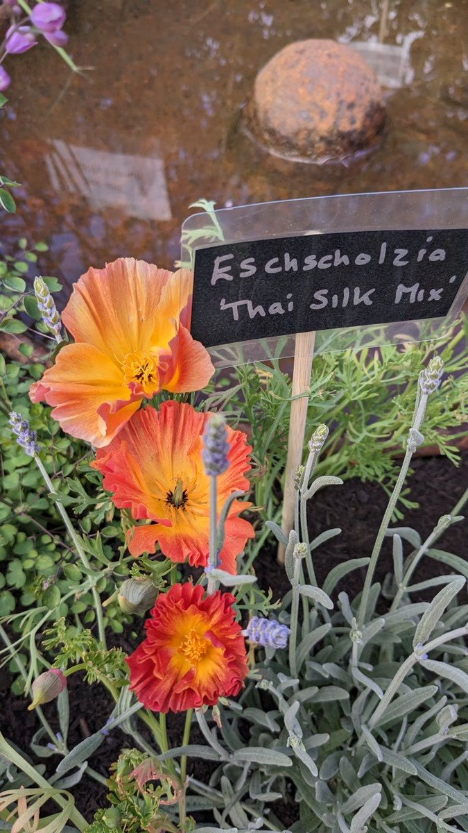 These went on the wish list today...Eschscholzia californica Thai Silk Series from @BordBiaBloom #GardeningTwitter #flowers