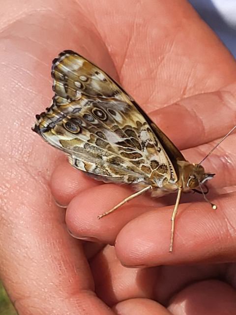 parkdale_hwdsb's tweet photo. Yesterday we released our butterflies. We’ve spent the last couple of weeks observing their lifecycle. https://t.co/WPiuHyna5v