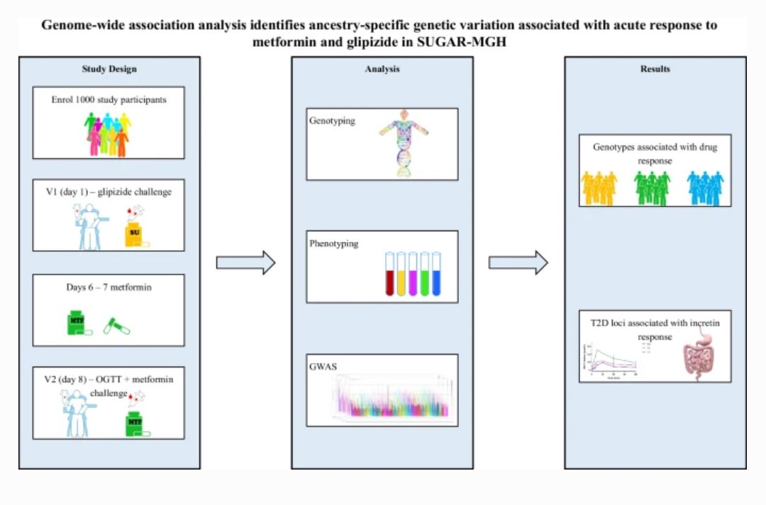 DiabetologiaJnl's tweet photo. Researchers @MGHMedicine and @broadinstitute found ancestry-specific loci associated with drug response in participants exposed to acute glipizide and metformin challenge in SUGAR-MGH clinical trial. #precisionmedicine #T2D #pharmacogenetics #medtwitter https://t.co/pQY4AVdHC3 https://t.co/PcMsgtPOz8