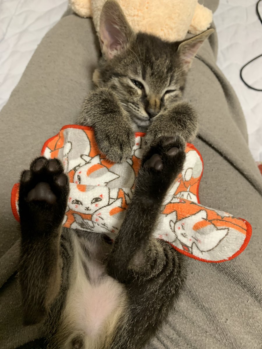 reo2023320's tweet photo. ( ˘ω˘ ) ｽﾔｧ…

#ねこ #こねこ #保護猫 #cat #ねこすきさんと繋がりたい https://t.co/KfjKGDCnrs