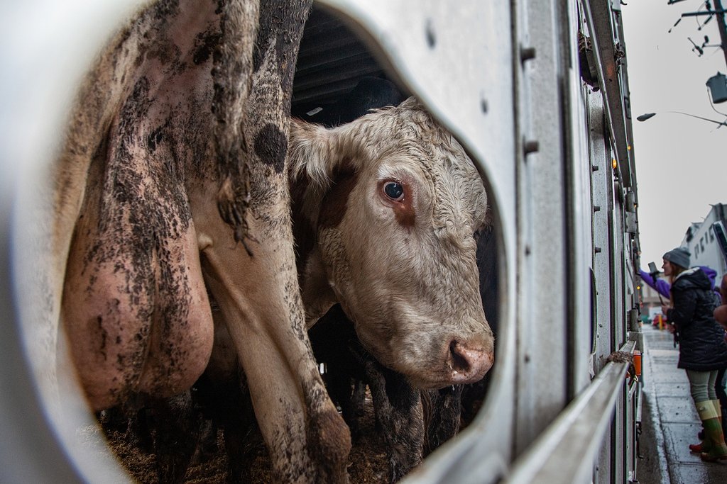 The_Vegan_Daily's tweet photo. Please RT.
Today is #WorldMilkDay, so I have created a thread on what happens in the #Dairy industry🧵👇

Just like humans, in order to get produce milk, cows have to give birth. Fharmers artificially inseminate female cows by sticking their arm up the cows anus and... [1/n] https://t.co/kNbY3yExGM