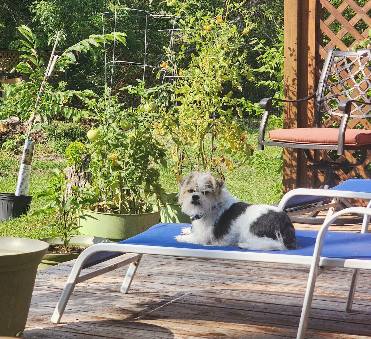 E11eBelle's tweet image. My boy is a trip. 
Apparently, sunbathing brings out his grumpy old man face.  🤣😍 
His other very popular face is.. &quot;But... look how adorable I am. How can you be mad at this face?&quot; #spoileddoggo