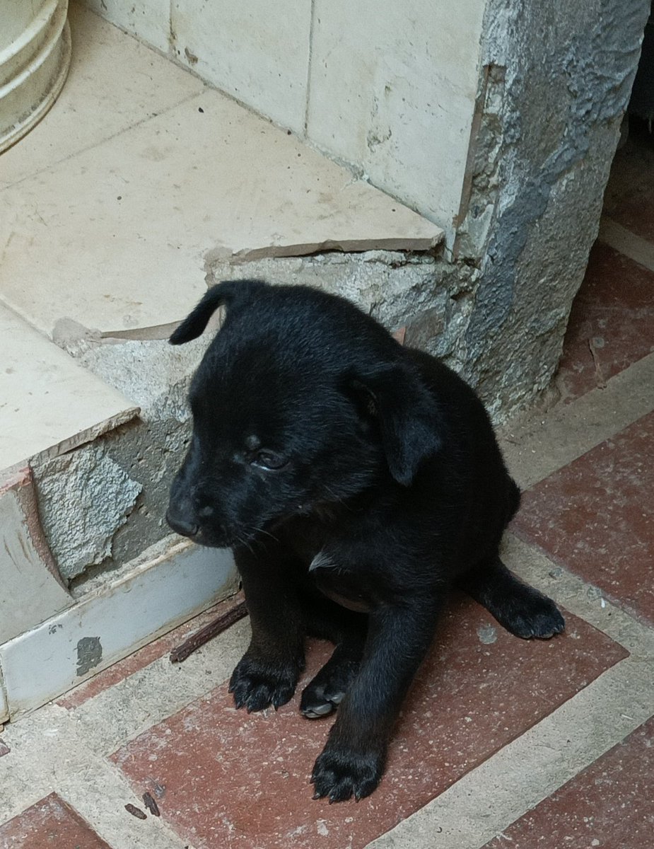 apoyocanino's tweet photo. Buenas tardes, envío  Fotos de Cinco cachorritos que parió una perrita callejera. Tienen mes y medio mas o menos. 4 machos y una hembra (color León) necesitan un lugar donde estar ya que corren peligro 

 El Hatillo #Caracas 

#URGENTE
Cel. 0412-3634633

#casodeterceros https://t.co/S1FkbQiLmM