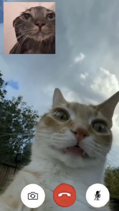 Cat Dealer on Twitter