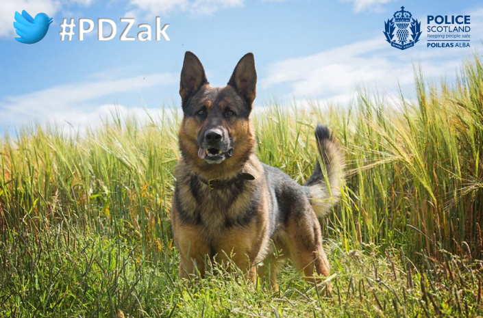 PSOSDogs's tweet photo. When a male made off from @PSOSAberdeen officers last night after a suspected drug deal, they called #PDZak & #S397 to search for any discarded items. Zak soon found a hidden & discarded knife. There are now positive lines of enquiry to trace the male.
#TheNoseKnows
#KnifeCrime https://t.co/4IJCSPvWTX