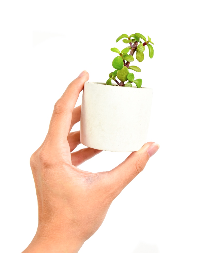 Move over May, June is coming in HOT!🔥 This month we've got the coolest bbs to add to your windowsill crew.😎 Allow us to introduce you to the Small Red Carpet and the Dwarf Elephant Bush!
⁠
Not a part of the plant fam?!!?! Join now: succulent.studio 🙌