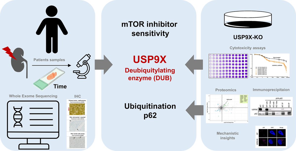 Recent publicació a <a href="/IntJCanc/">International Journal of Cancer</a> fruit de la col·laboració entre #OncoSantPau i <a href="/CNIOStopCancer/">CNIO Stop Cancer</a>, gràcies al finançament de la Cursa Solidaria organitzada cada any per <a href="/a4elkm/">a4elkm</a>!

onlinelibrary.wiley.com/doi/10.1002/ij…