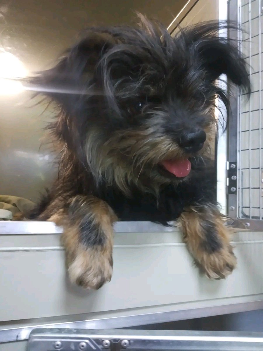 Good morning friends, we have a new dog

called Nafan a little later I will write his story.