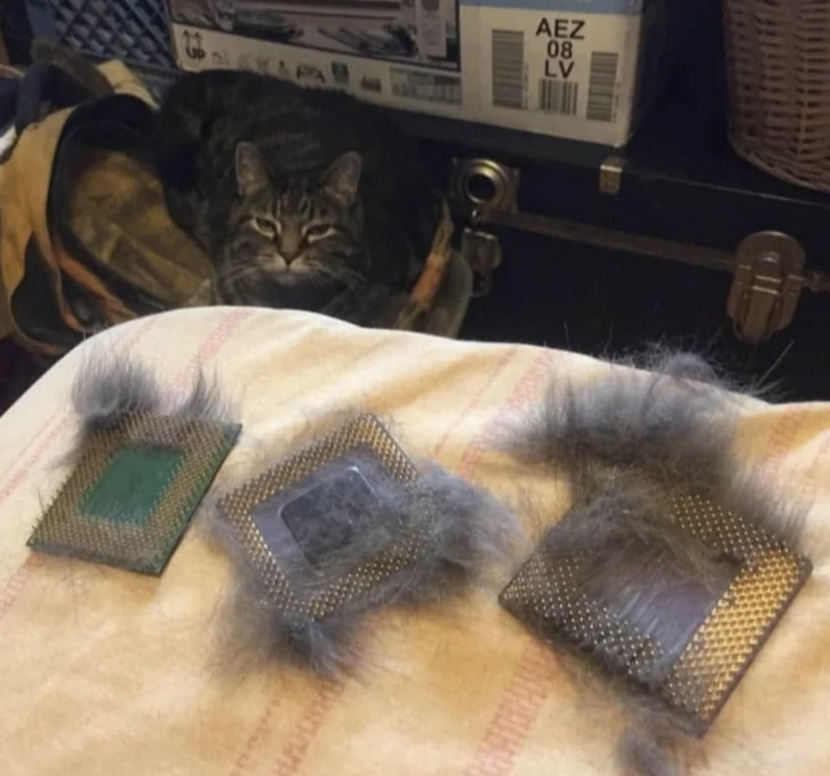 WildComputers's tweet photo. https://t.co/nQaLCVhT1g