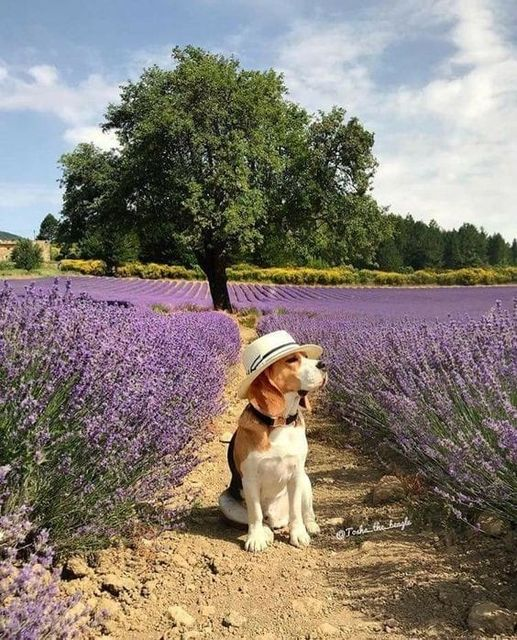 Lavender beagle hotsell