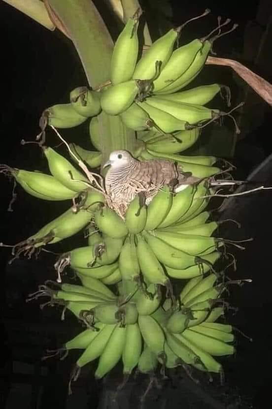 NATURALEZAV3's tweet image. Hogar dulce hogar.