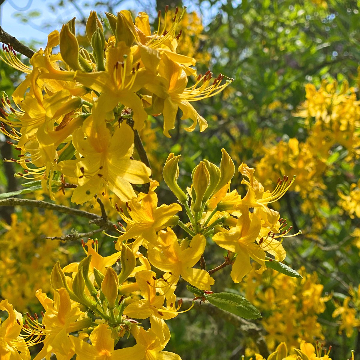 Some stunning summer sights around the gardens just now, including the thatched cottage garden lilac, rhododendrons and even eight cygnets spotted on the lake!