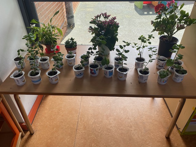 InfantilTajamar's tweet photo. 🌱 Riega que riega 🌱
A través de este #proyecto, nuestros alumnos se han convertido en #jardineros 🧑🌾 aprendiendo a utilizar las herramientas ⛏️ y a conocer de cerca los elementos de la naturaleza 🌧️☀️ que influyen en el crecimiento de la planta. 🌳
#proyectoABP #2°Infantil https://t.co/lH1lwL2uWe