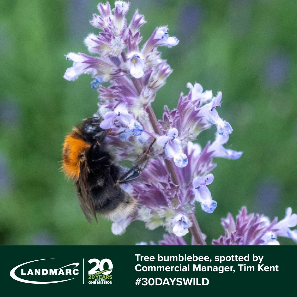 landmarcNEWS's tweet photo. To mark the @WildlifeTrusts #30DaysWild campaign we’re encouraging our teams to share photos of the wonderful wildlife across the @mod_dio #DefenceTrainingEstate. Here’s a close up of a #TreeBumblebee, spotted by Commercial Manager Tim Kent. More throughout the month! 🐝🌻🦋 https://t.co/oVlbQ2H4fm