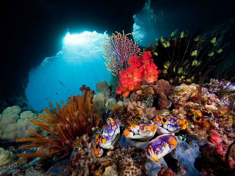 Coral reefs are vibrant and majestic ecosystems and they are threatened by human activity and climate change. Corals can thrive in our changing world but they need our help to do so. Learn more with Nature Lab. youtu.be/VgCpKGb9Als Photo: © Jeff Yonover
