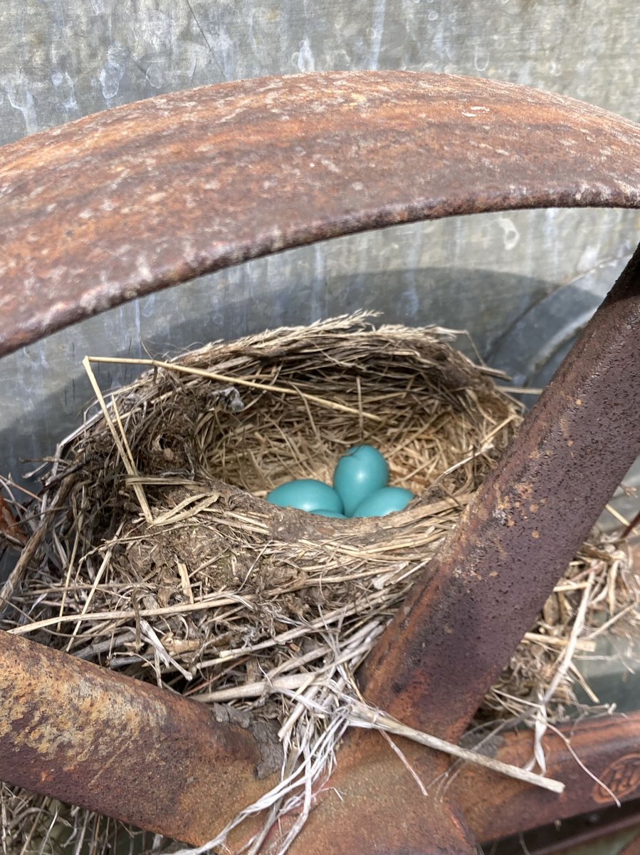 At Memory Lane Campground, every piece of antique equipment is a potential home for a robin nest.  #GardenGrewPeas
